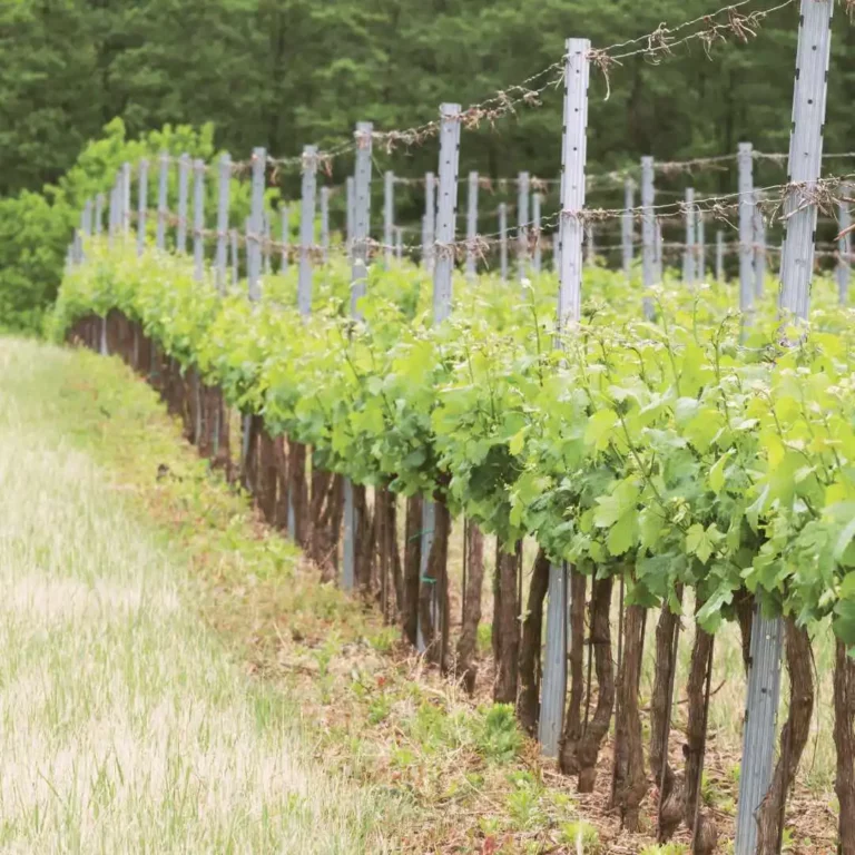 Best Wineries And Vineyards Near Frederick Maryland