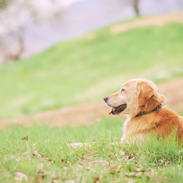 Dog friendly wineries maryland